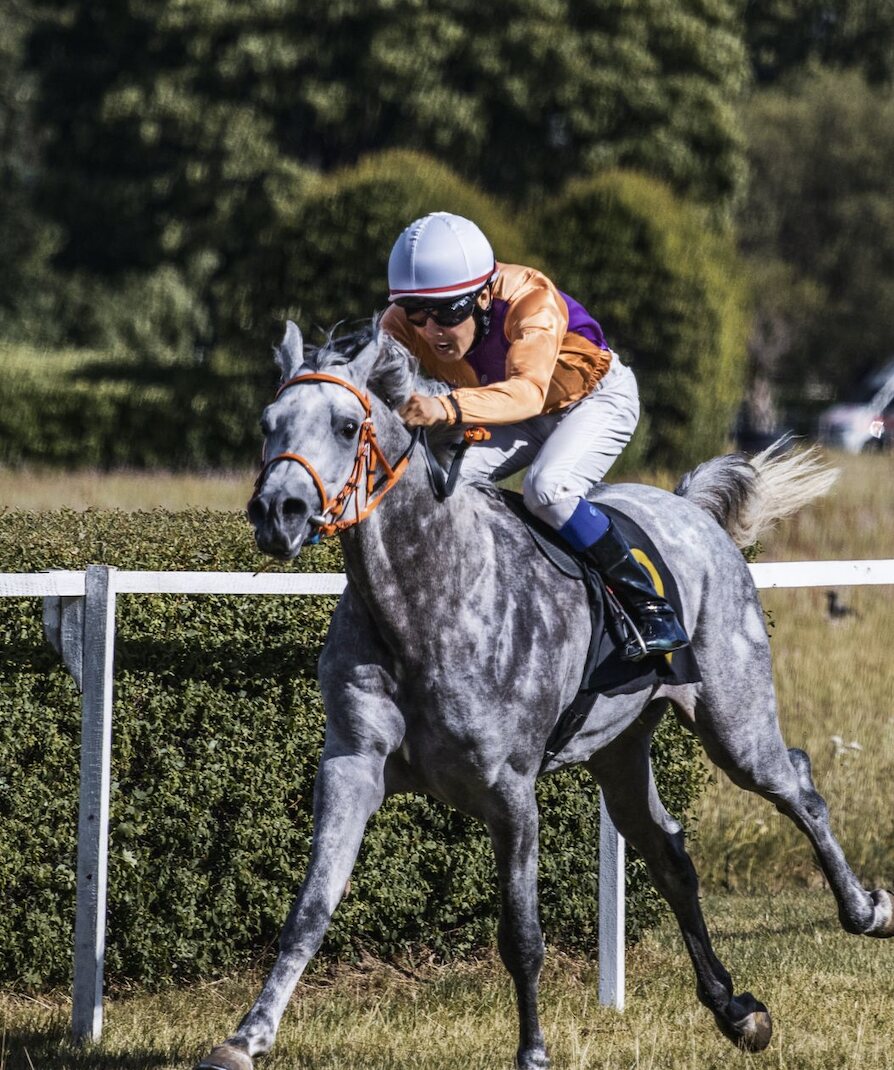 Jockey in orange and purple silks riding a gray racehorse